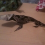 Origami lzard